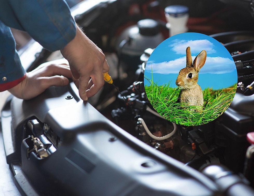 A Rabbit Has Been Rescued From Under A Texans Car Hood