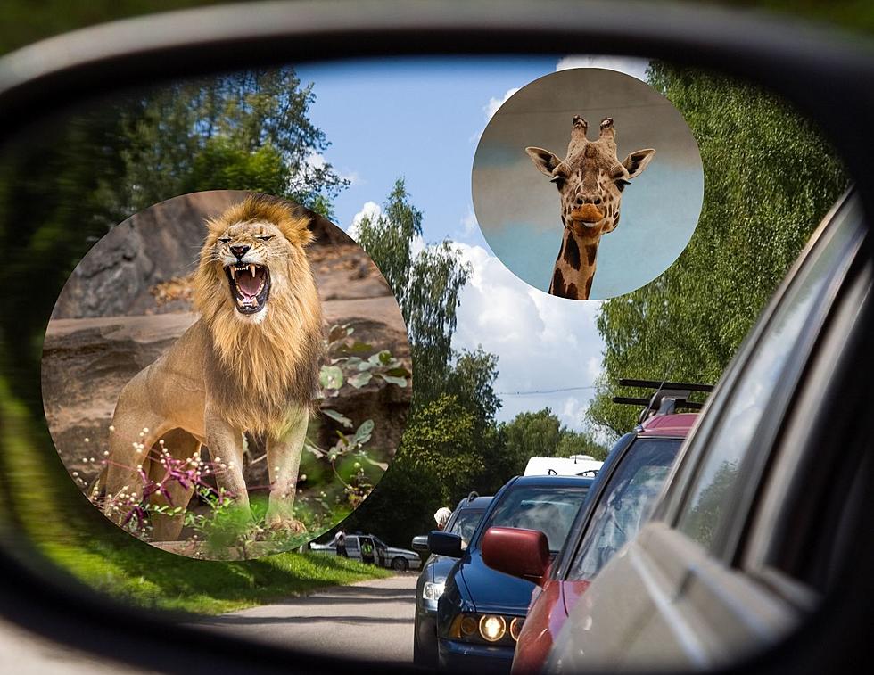 Zoo Is So Successful That It Creates A Nightmare Traffic Jam