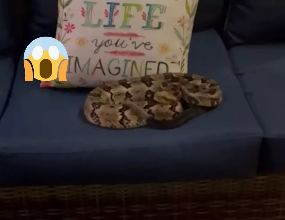 Texas Family Finds A Rattlesnake Sitting On Their Couch