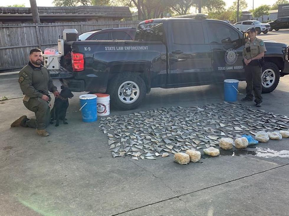 Texas Game Warden Confiscates Over 300 Shark Fins