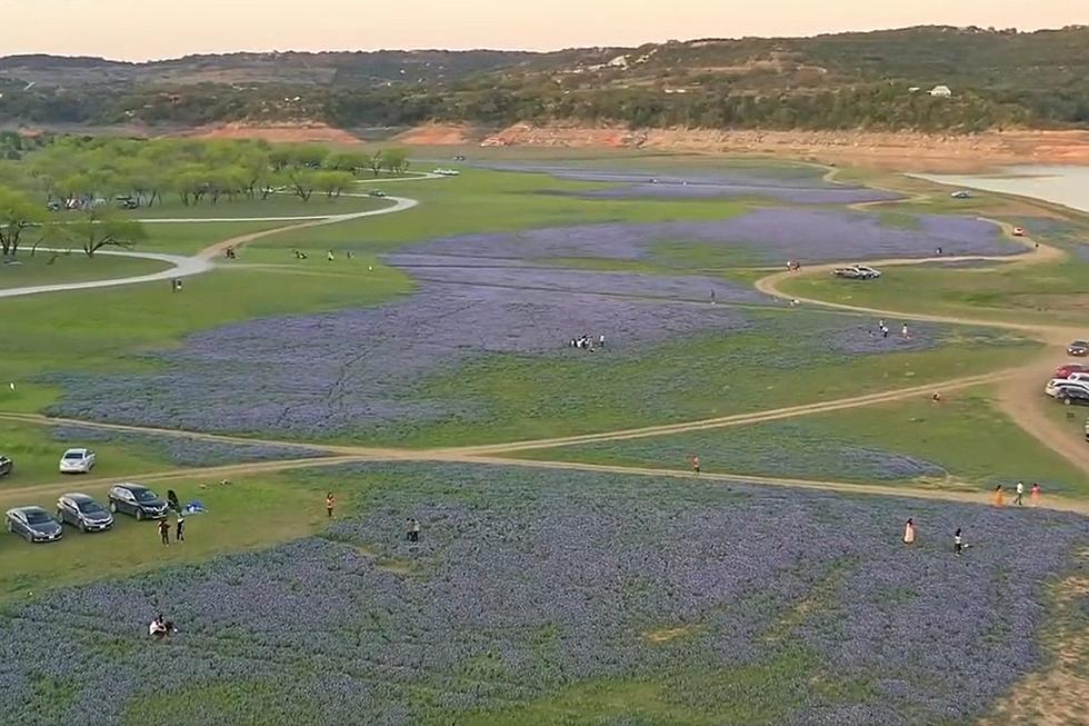Feast Your Eyes on This Mile of Texas Bluebonnets