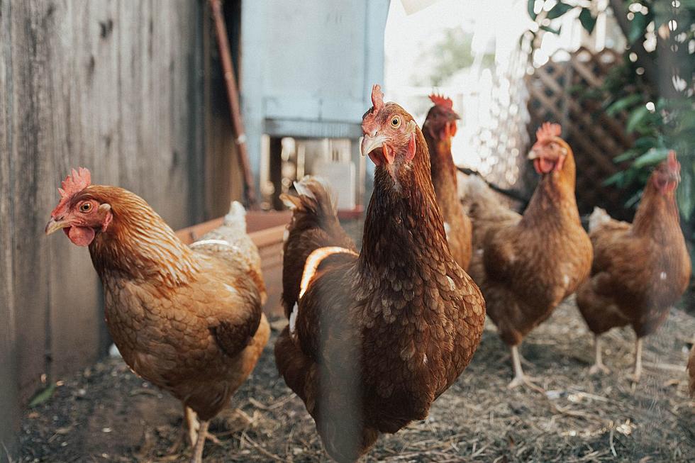 Backyard Chickens in Texas May Soon be Legal