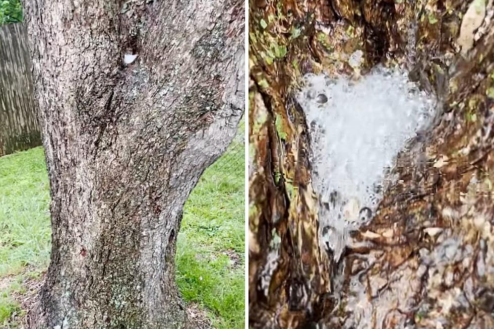 Texas Pecan Tree Makes Soap When It Rains