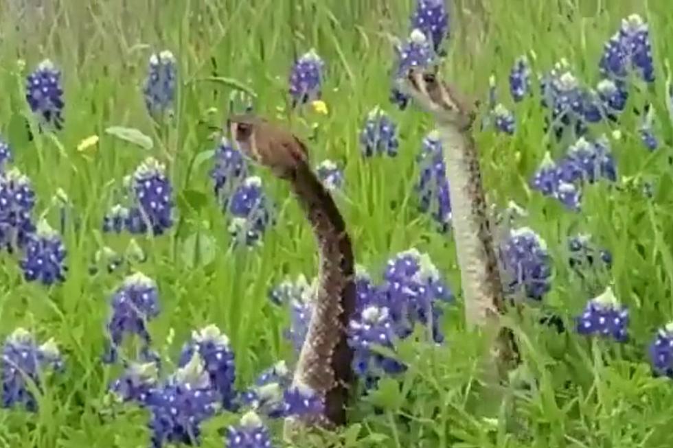 Hidden Danger: Rattlesnakes Caught On Camera In Texas Bluebonnet Field