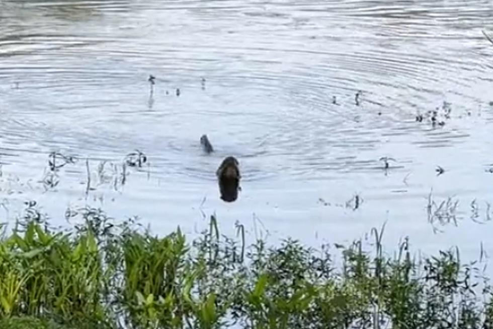 Demon-Like Growling Alligator Spotted In Texas Park