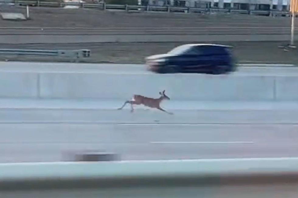 Deer&#8217;s Incredible Speed, Races Cars on Texas Highway