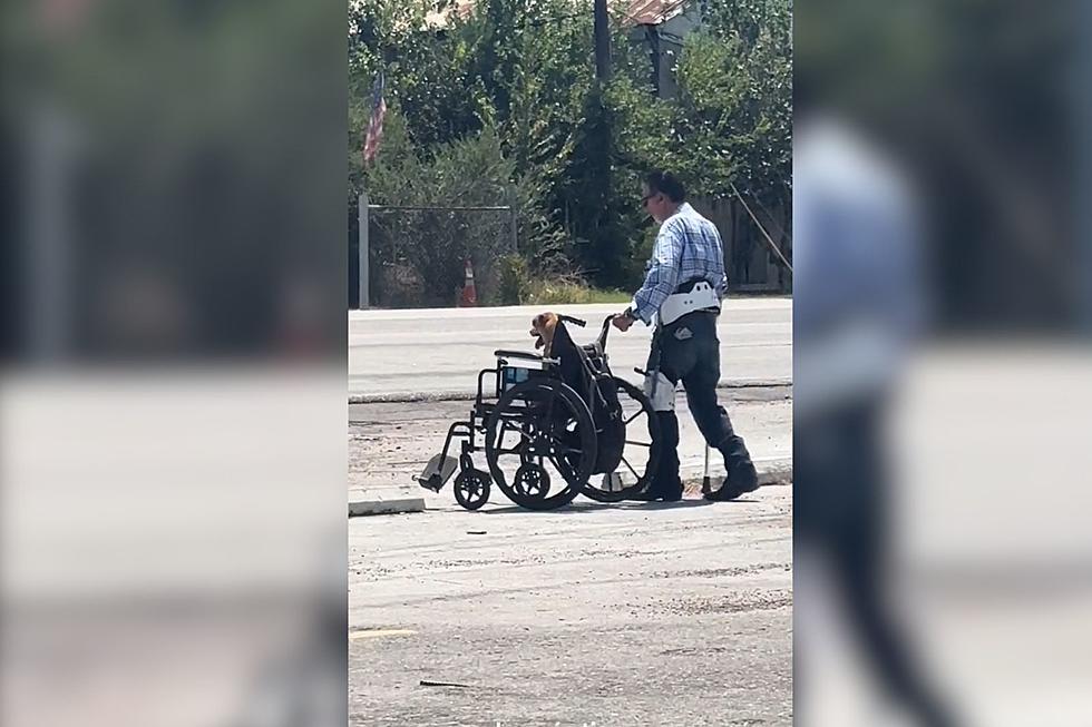 Watch Limping Man Push Dog in Wheelchair on Hot Houston Asphalt