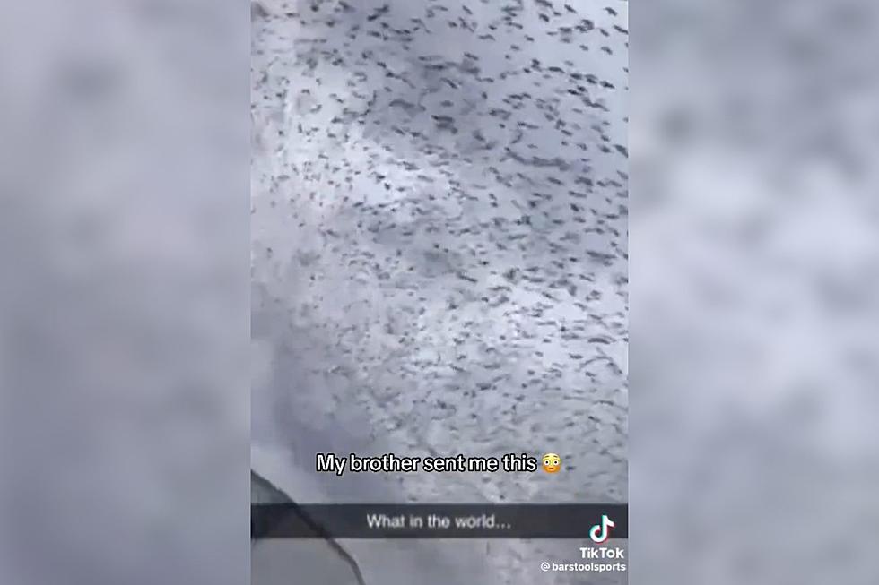 Swarming Screeching Murder of Crows Caught on Camera in Texas