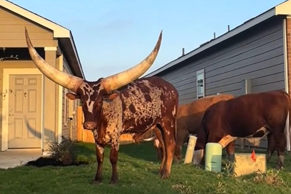 Texas Longhorn With Gigantic Horns Spotted in Dallas Neighborhood