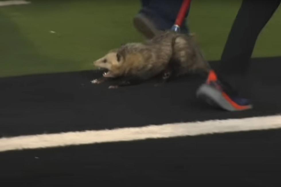 Opossum Gets Dragged Off Field During Football Game in Texas
