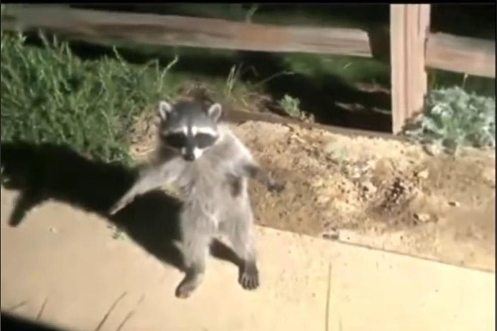 Cute Raccoons in Dallas, Texas Freeze When Spotted