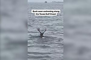 Why Was this Buck Swimming Along the Texas Gulf Coast?