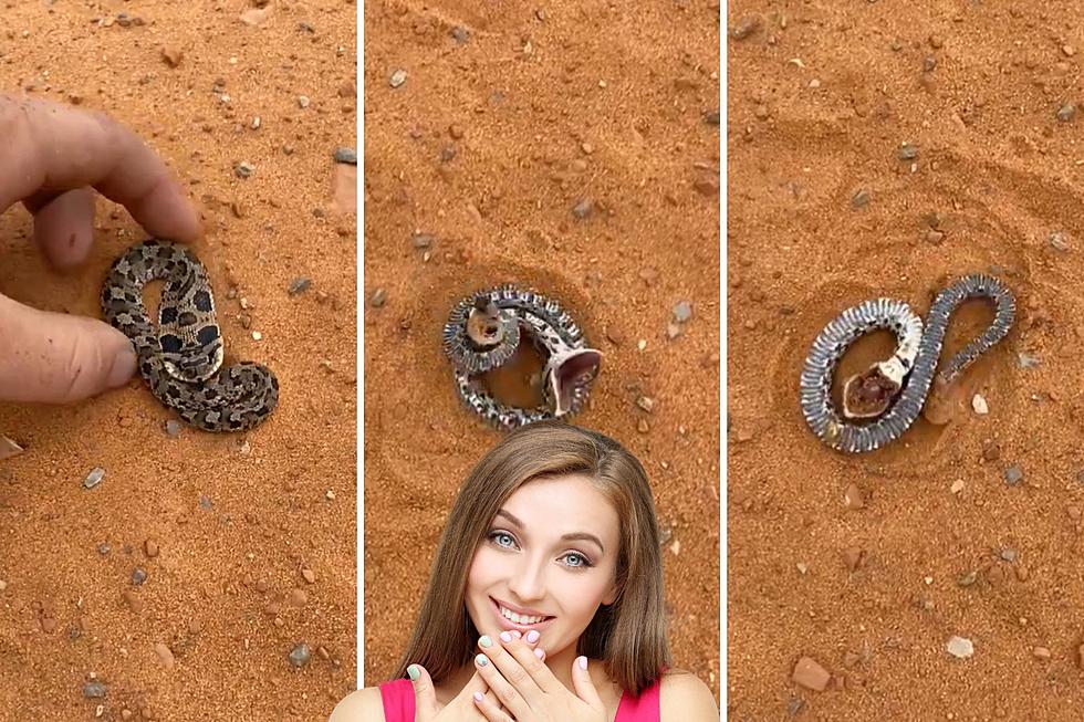 Watch: Dramatic Hognose Snake Tries Hard to Play Dead in Oklahoma