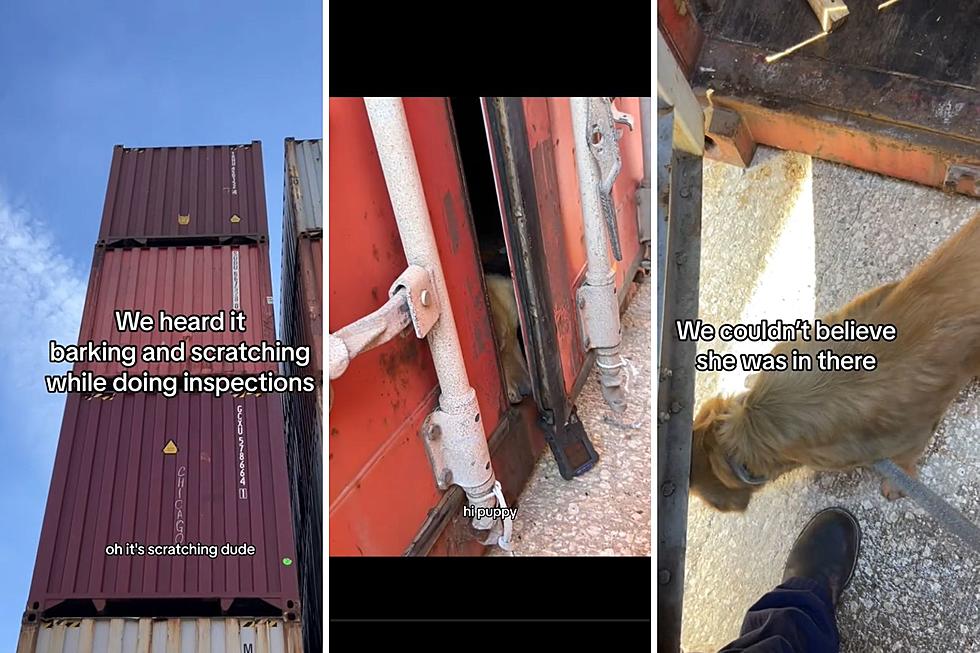 Coast Guard Finds Dog in Houston, Texas Shipping Container