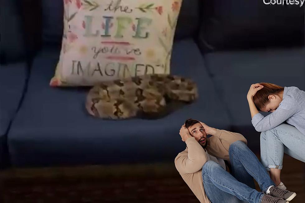 Video: North Texas Couple Finds Rattlesnake Coiled on Their Couch