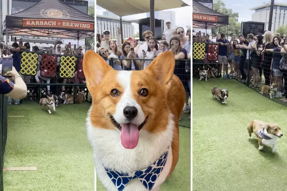 Watch Annual Corgi Race in Houston, Texas