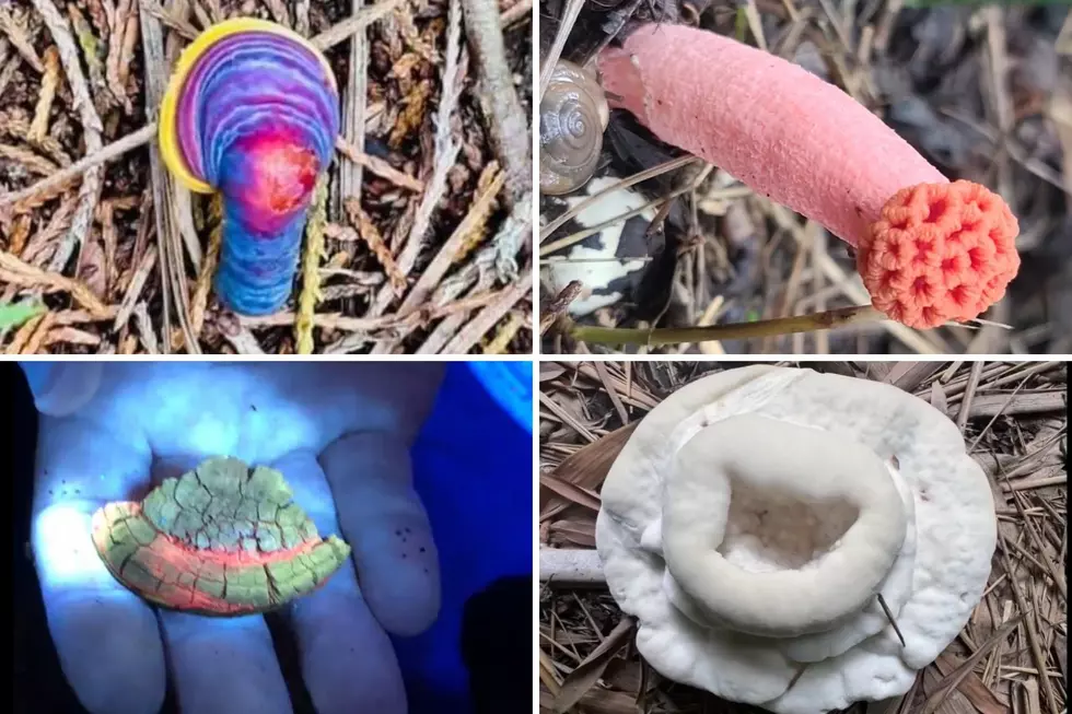 Mycophiles Discover Amazing Mushrooms in Texas