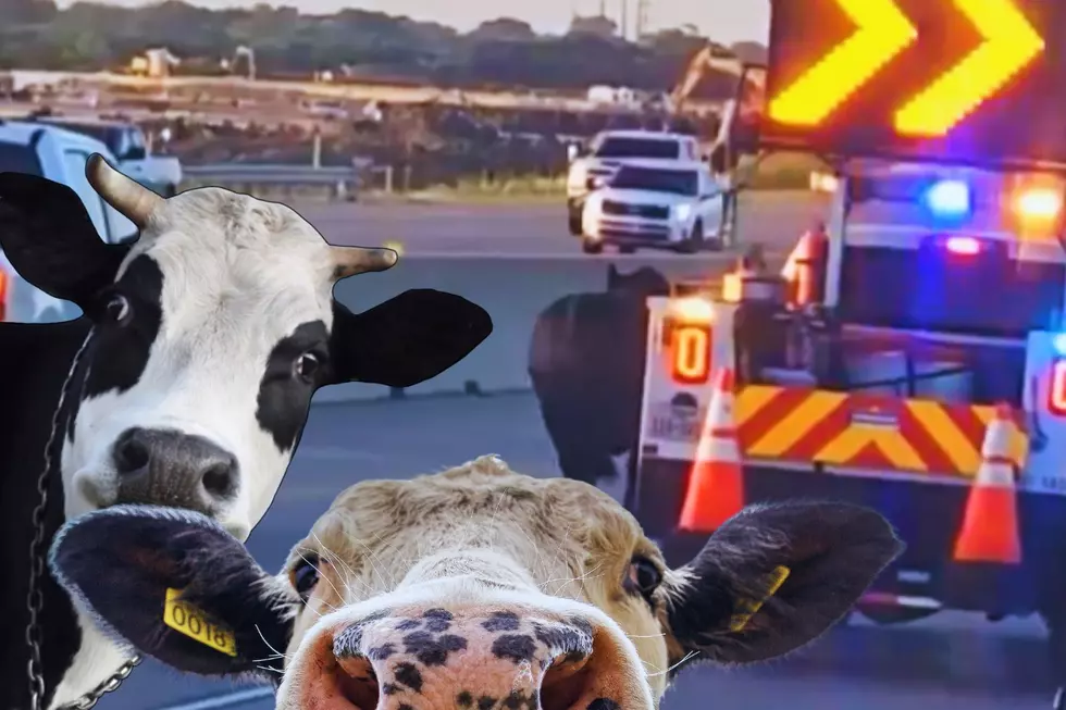 Escaped Cow Makes a Break For it Down Texas Highway