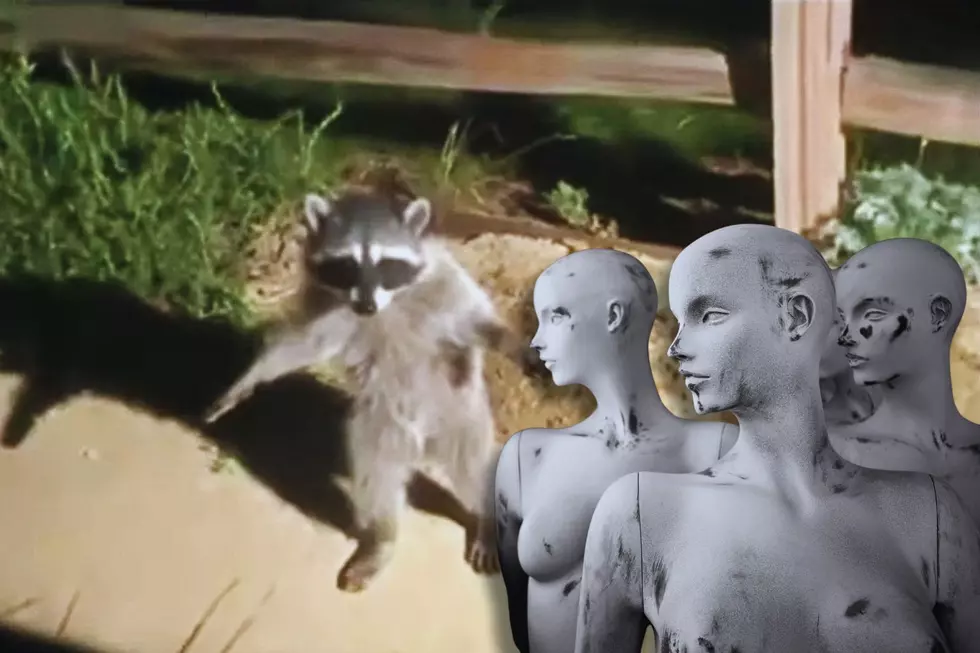 Why Do These Texas Raccoons Stand Like Mannequins?