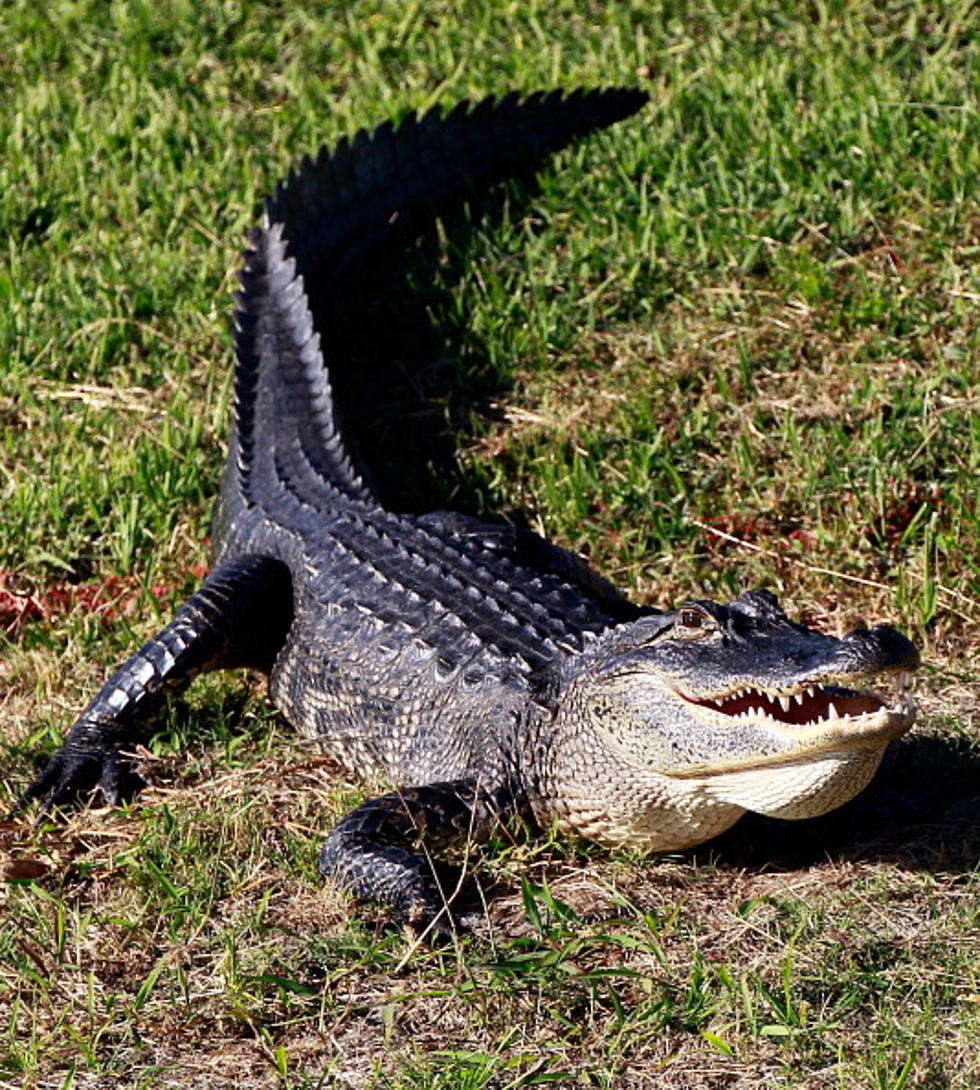 Men Go Off-Roading With Dead Alligator