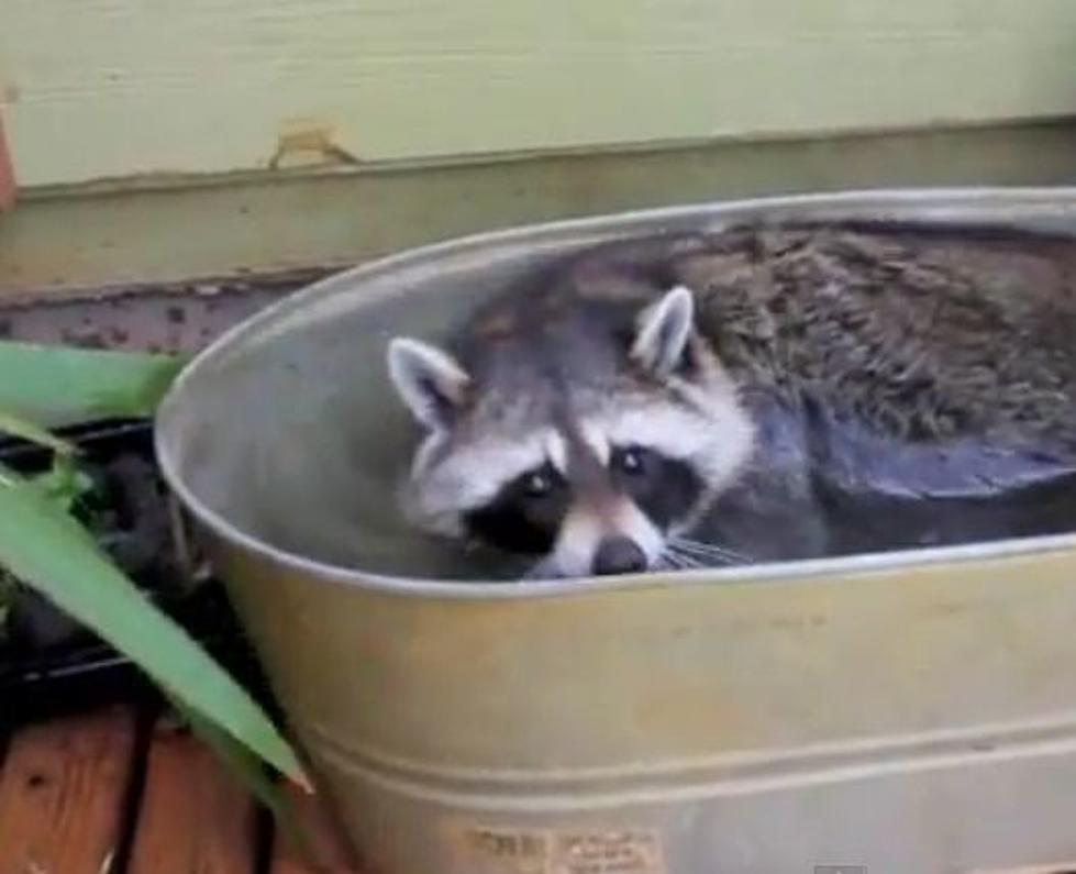Sweden Braces For Invasion Of Swimming Raccoons! [VIDEO]