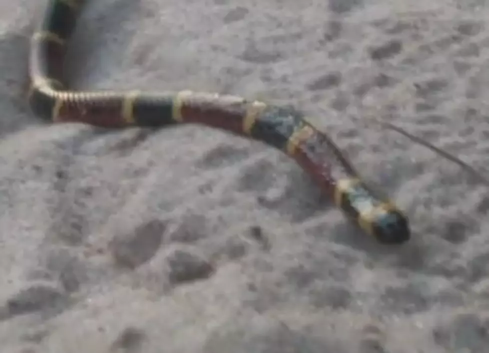 The Best and Worst Snake Attack Ever [AUDIO]