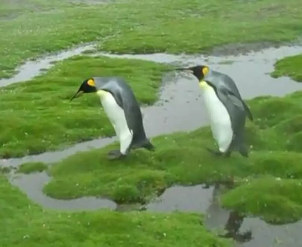 Gay Penguins Being Separated [AUDIO]