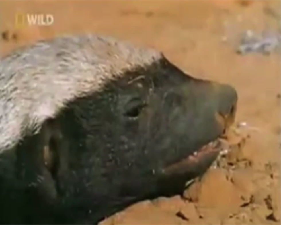 The Mighty Honey Badger It Doesn’t Give A S#!t [VIDEO]