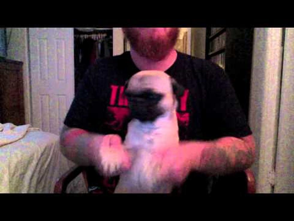Watch The &#8220;Death Metal Pug&#8221; Lay Down The Air Drums Like No Other [VIDEO]