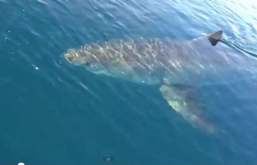 18 Foot Shark Circles Boat [VIDEO]