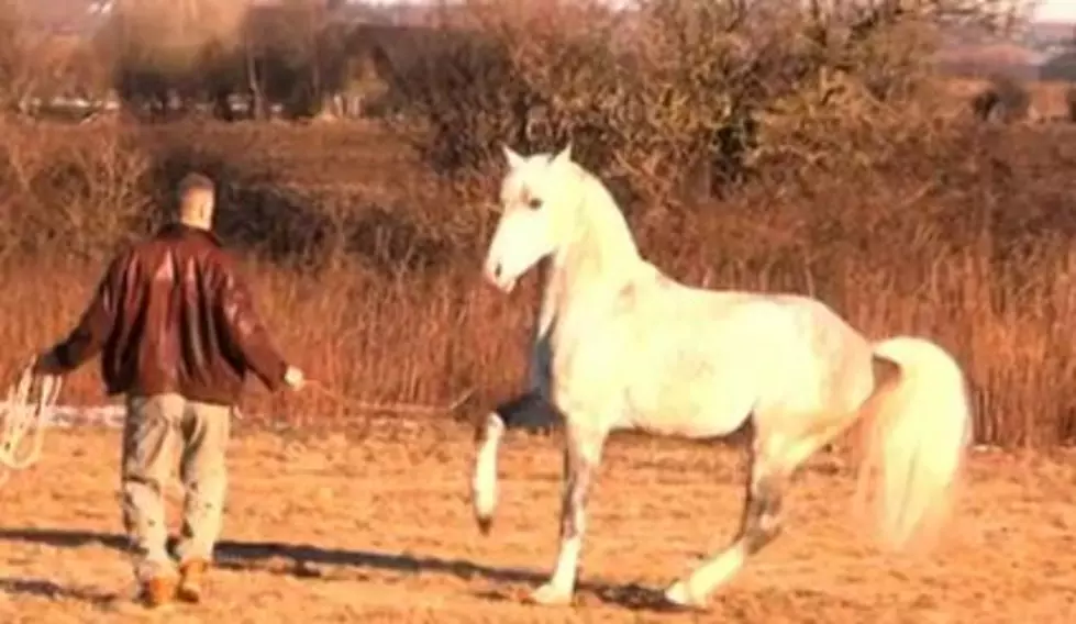 Man Loves Horses, Enough To Go To Jail [AUDIO]