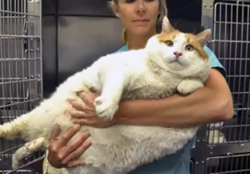 Fat Kitty Tips the Scale at 40 Pounds [VIDEO]