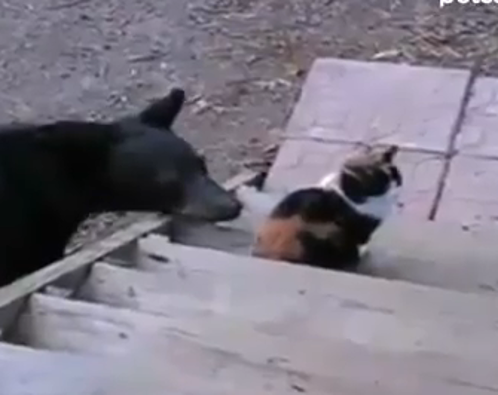 Cat Vs. Bear – The Not So Epic Battle [VIDEO]