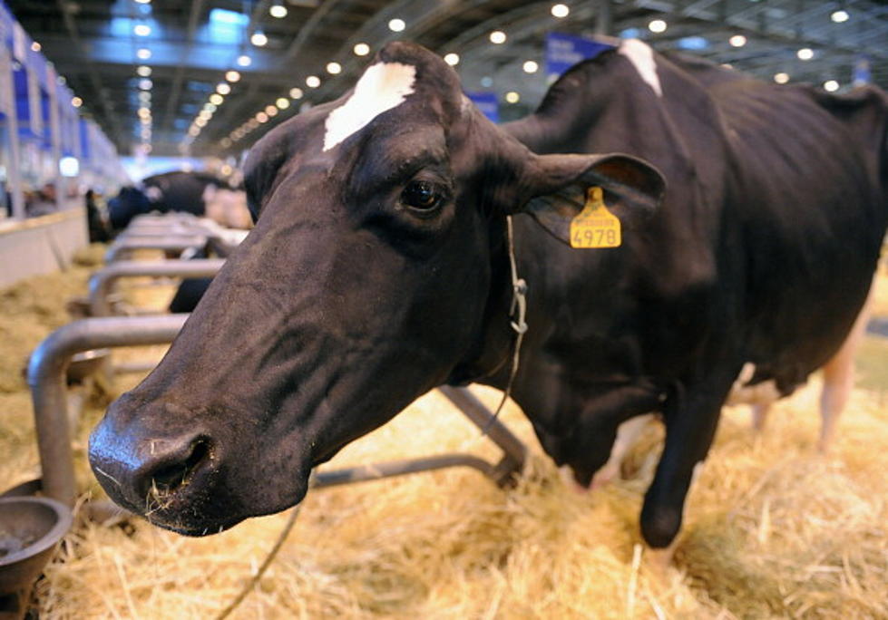 Explosives Needed to Remove Frozen Cows from Cabin