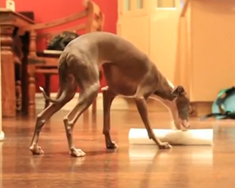 Jenna Marbles Scares Her Dogs by Farting [NSFW VIDEO]