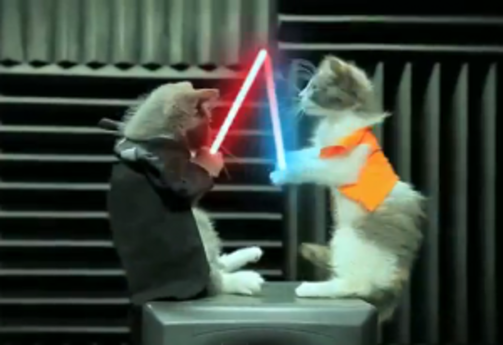 Jedi Cats in an Epic Battle [VIDEO]