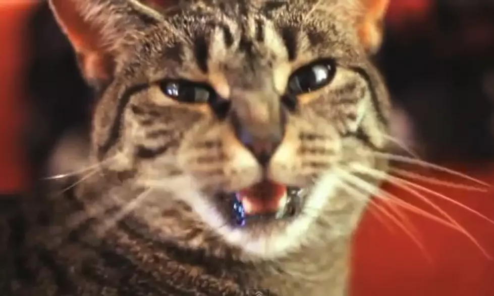 Cat Sings Along to Collective Soul [VIDEO]
