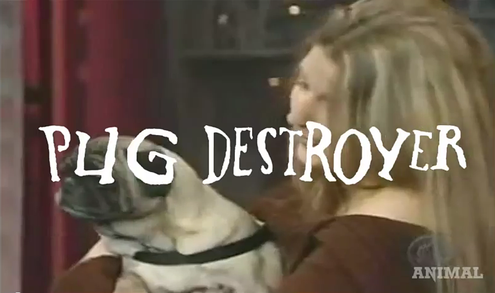 A Little Doggie-Style Death Metal From Pug Destroyer [VIDEO]