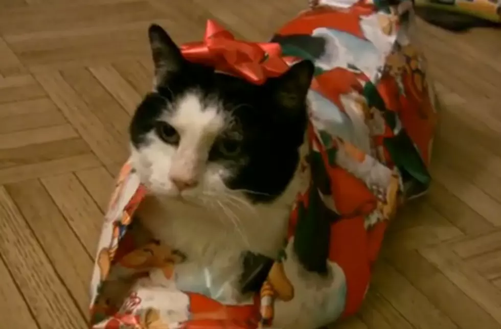 Wondering How to Wrap Your Cat this Christmas? This Video Shows You How!