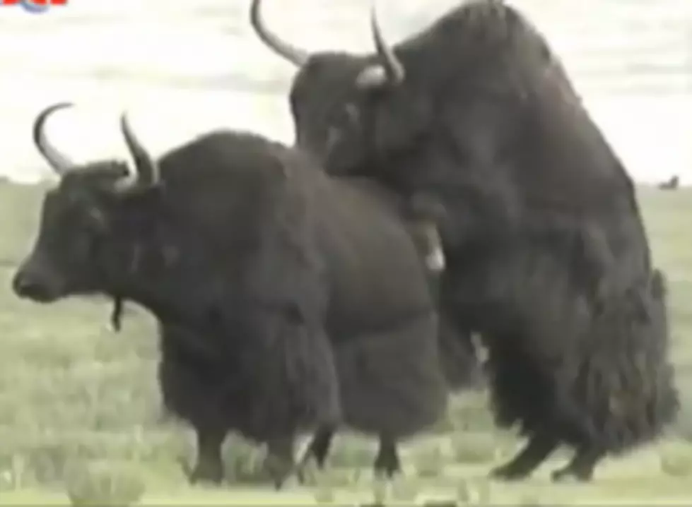 Randall&#8217;s Hilarious Narration of the Haired Yak [NSFW VIDEO]