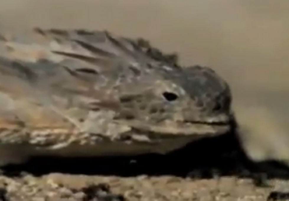 Randall&#8217;s Hilarious Take on the Horned Lizard [NSFW VIDEO]