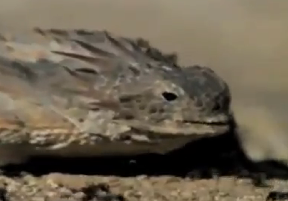 Randall’s Hilarious Take on the Horned Lizard [NSFW VIDEO]