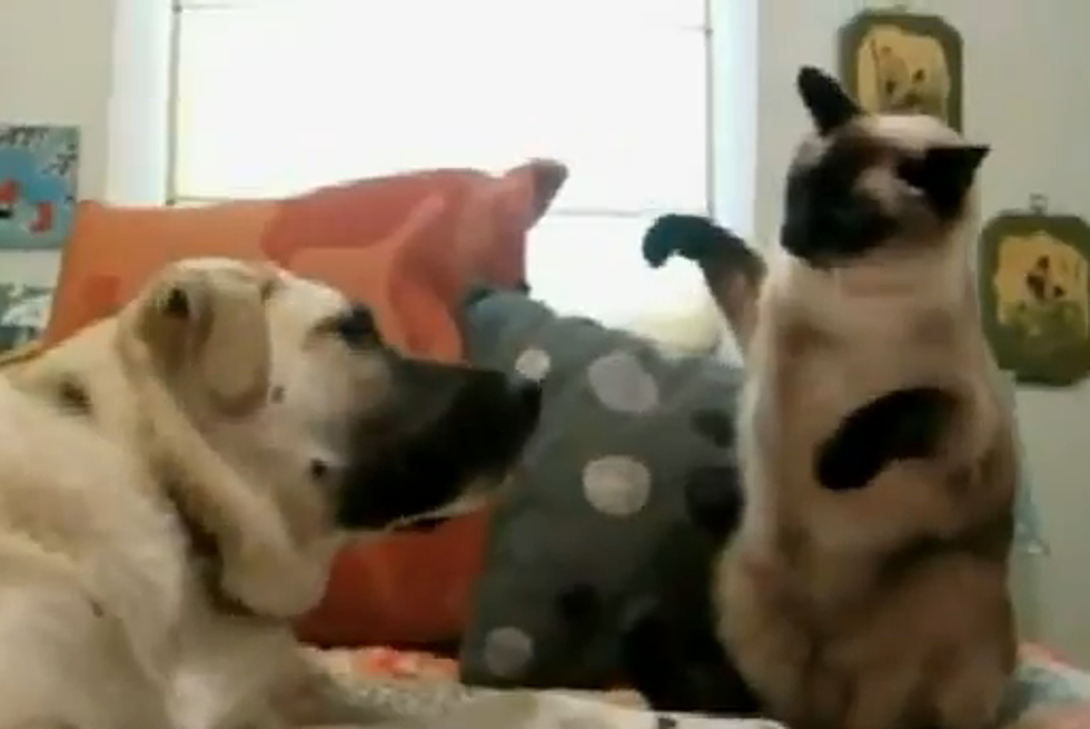 More Awesome Cats Doing Their Cat Thing [VIDEO]
