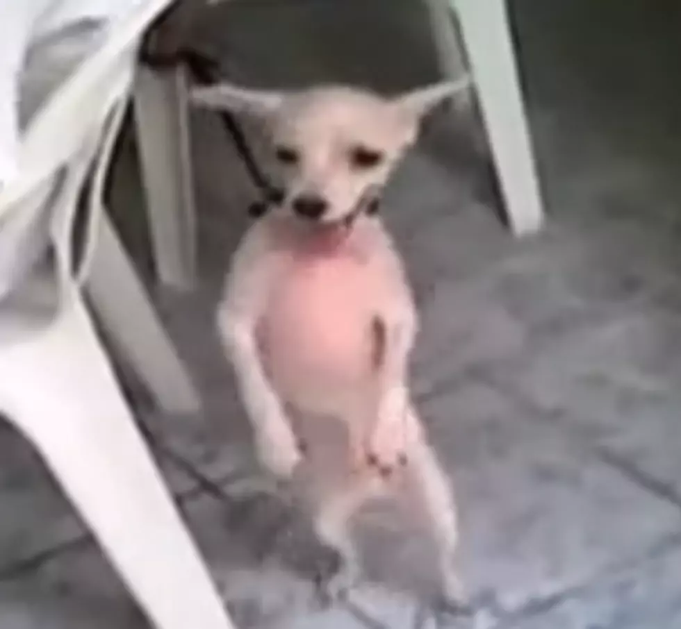 Watch This Dog Shake Her Money Maker [VIDEO]