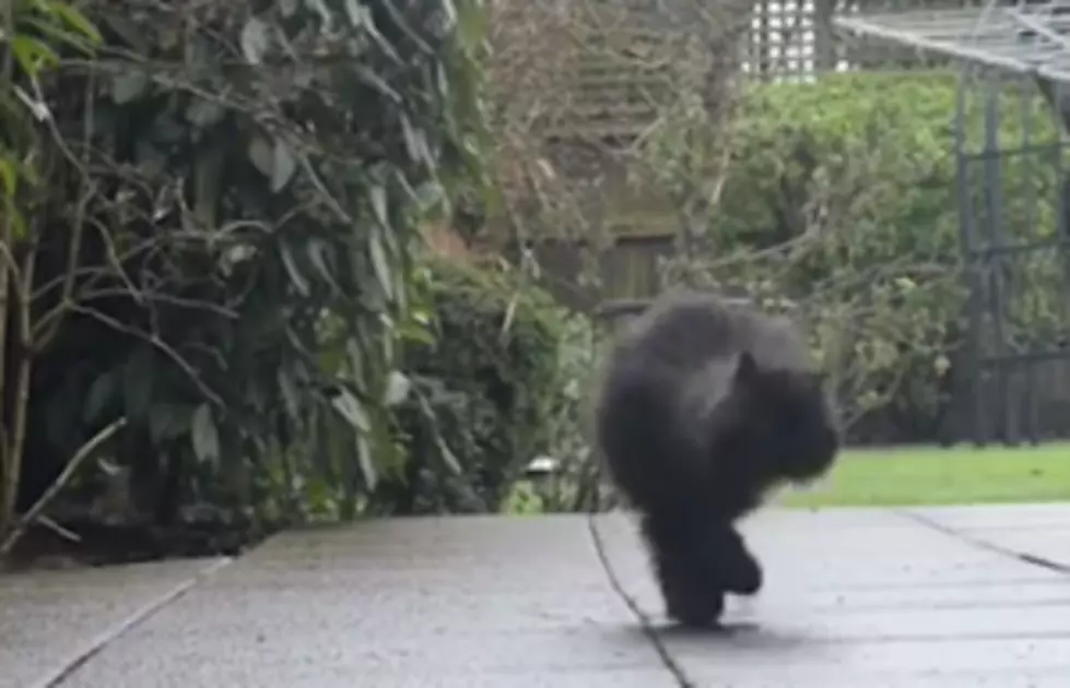 Meet Caffrey, the Two-Legged Cat [VIDEO]