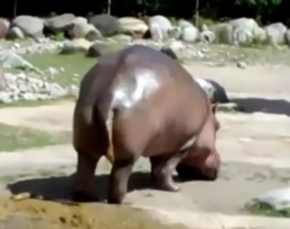 Watch This Hippo Rip a Huge One [VIDEO]