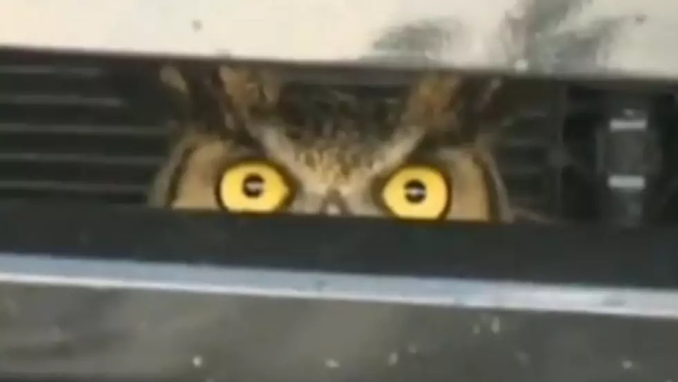 Florida Woman Drives Around With Owl Stuck in Grill [VIDEO]