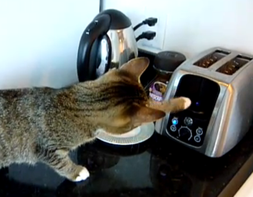 The Legendary Battle is Here: Cat vs. Toaster! [VIDEO]