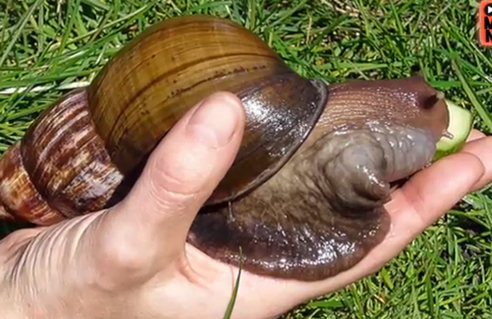 Giant Snails are Invading Florida [VIDEO]