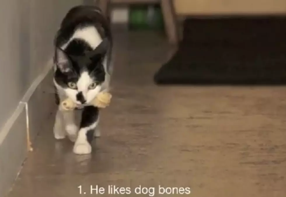 8 Signs Your Cat May Be a Dog